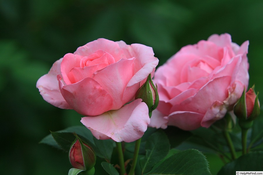 'Ghita Renaissance' Rose