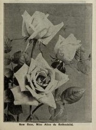 'Miss Alice de Rothschild' rose photo