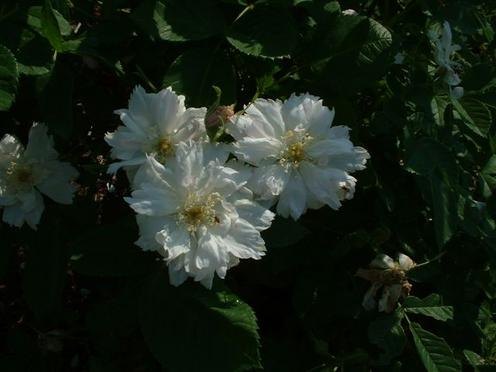 'Fimbriata (hybrid rugosa, Morlet, 1889)' rose photo