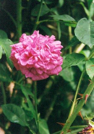 'Velours Épiscopal' rose photo