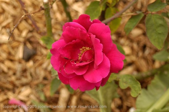 'Herbert Brunning' rose photo