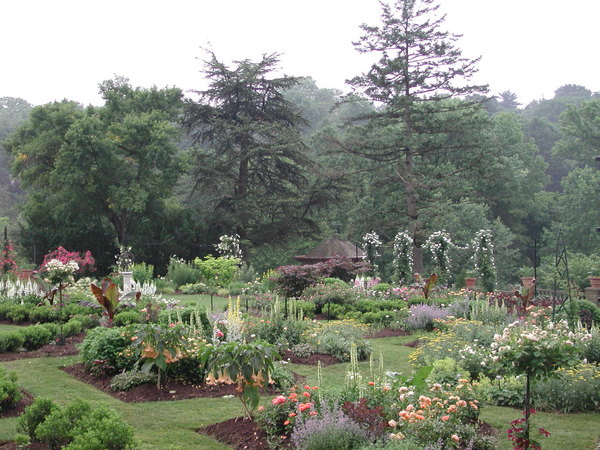 'The Morris Arboretum Rose Garden'  photo