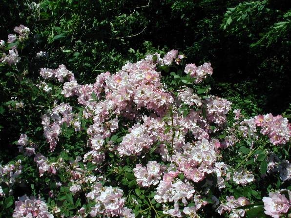 'Pax Apollo' rose photo