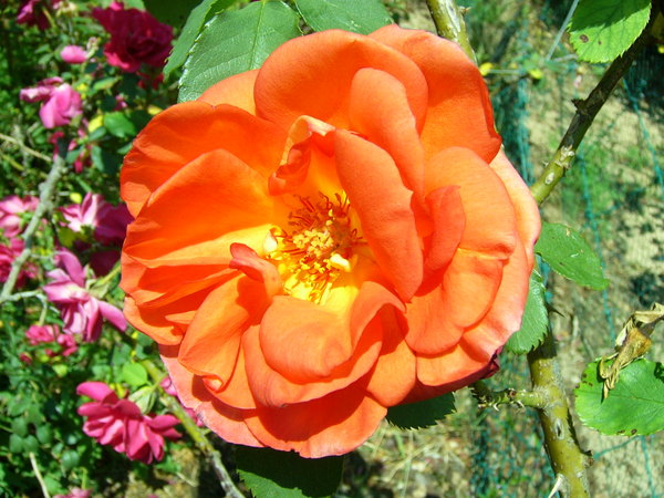 'Arielle Dombasle ®' rose photo