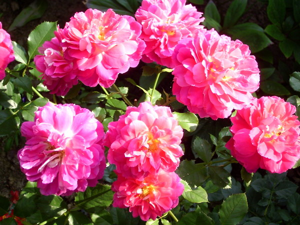 'Ruffles Passion ®' rose photo