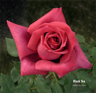 'Black Tea' rose photo