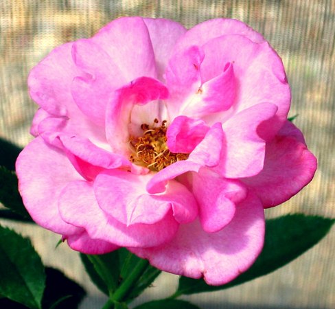 'Little Paradise ™' rose photo