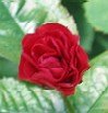 'Zenaitta' rose photo