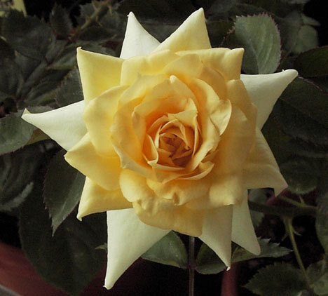 'SunQueen' rose photo