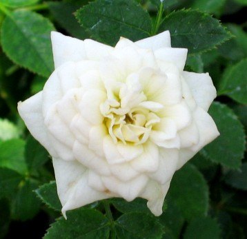 'Ice Crystal' rose photo