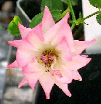 'Fancy Pants ™ (miniature, King 1986)' rose photo