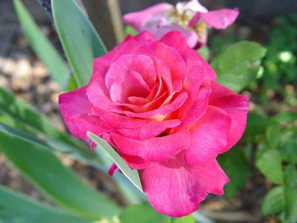 'Givenchy' rose photo