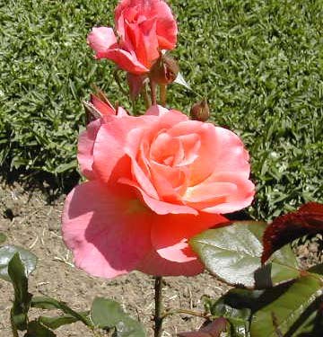 'Elizabeth of Glamis ®' rose photo