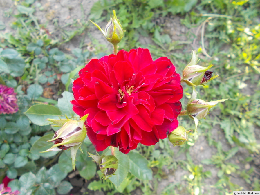 'Hamlet ® (floribunda, Harkness, 2000)' rose photo