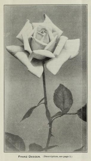 'Franz Deegen' rose photo