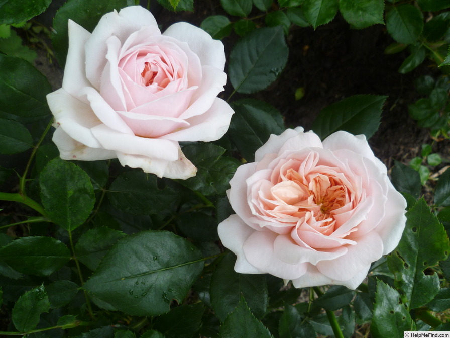 'A Shropshire Lad' rose photo