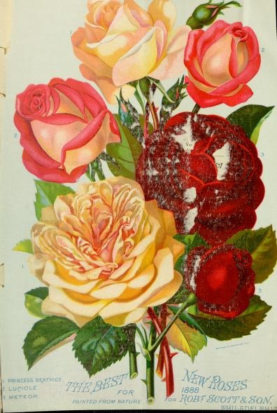 'Luciole (tea, Guillot Fils, 1886)' rose photo