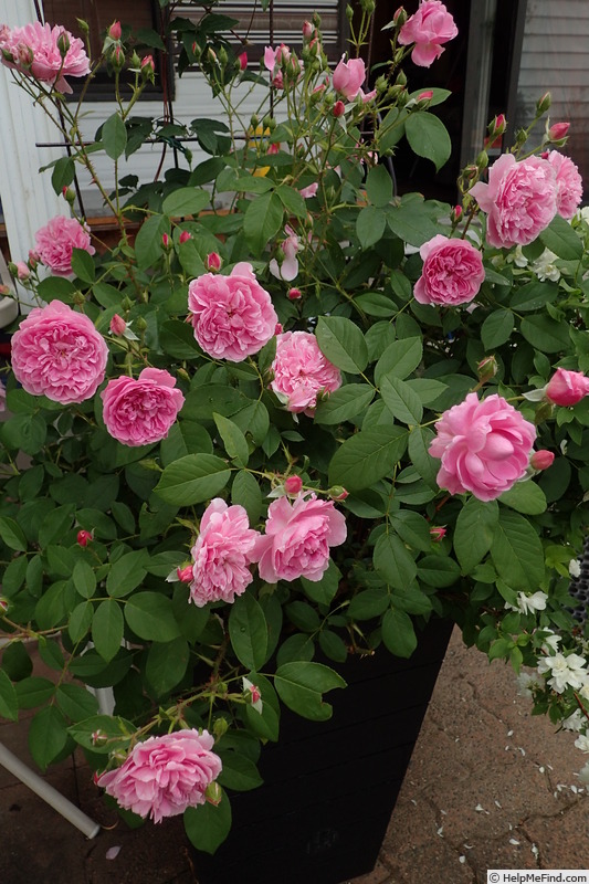 'Harlow Carr ™ (shrub, Austin before 2004)' rose photo