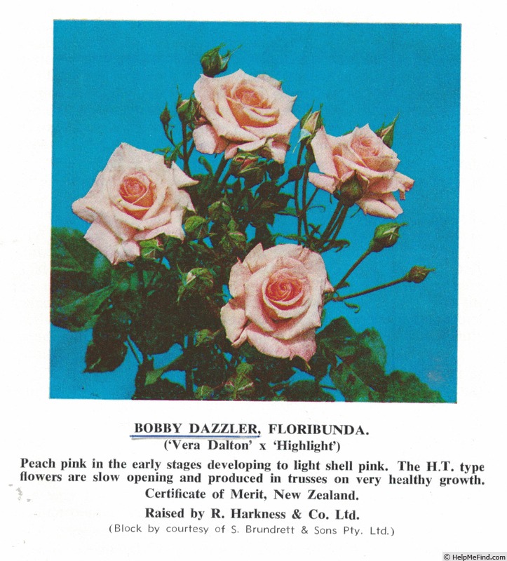 'Bobby Dazzler (floribunda, Harkness, 1972)' rose photo