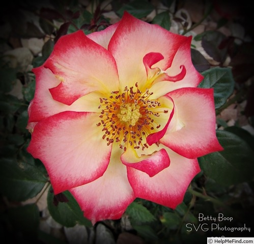 'Betty Boop ™ (Floribunda, Carruth, 1999)' rose photo