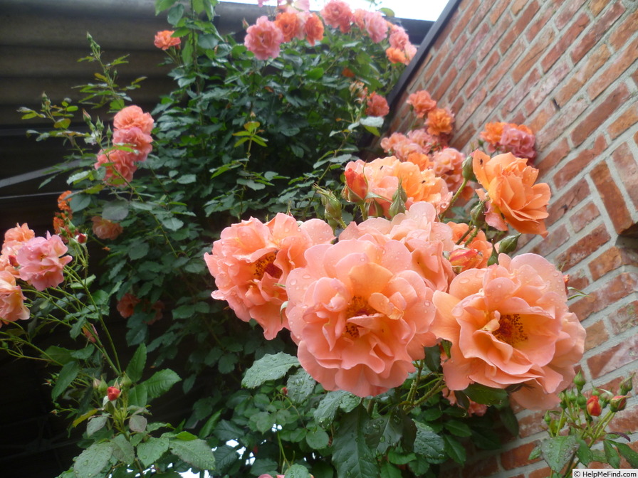 'Climbing Westerland' rose photo