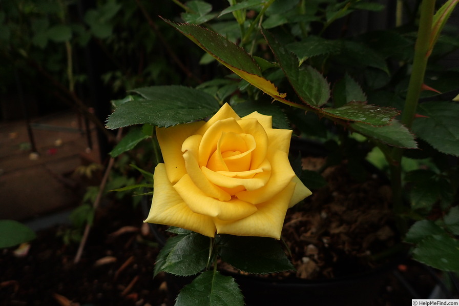 'Behold ™' rose photo