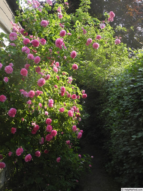 'Duc de Cambridge (damask, Laffay, 1840)' rose photo