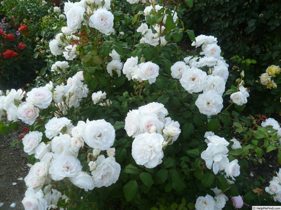 'Sweet Blondie ®' rose photo