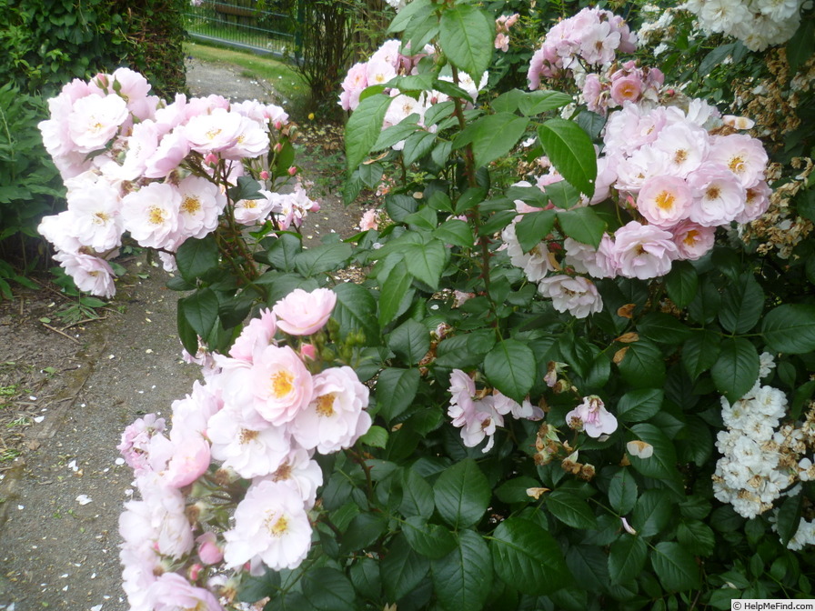'Utopia ® (floribunda, Delbard 2012)' rose photo