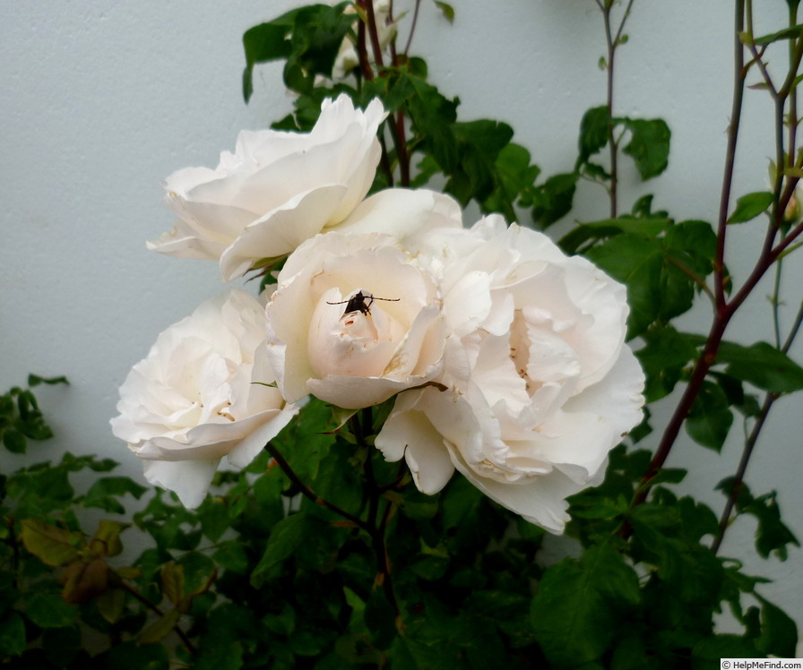'Blanc Queen Elizabeth' rose photo