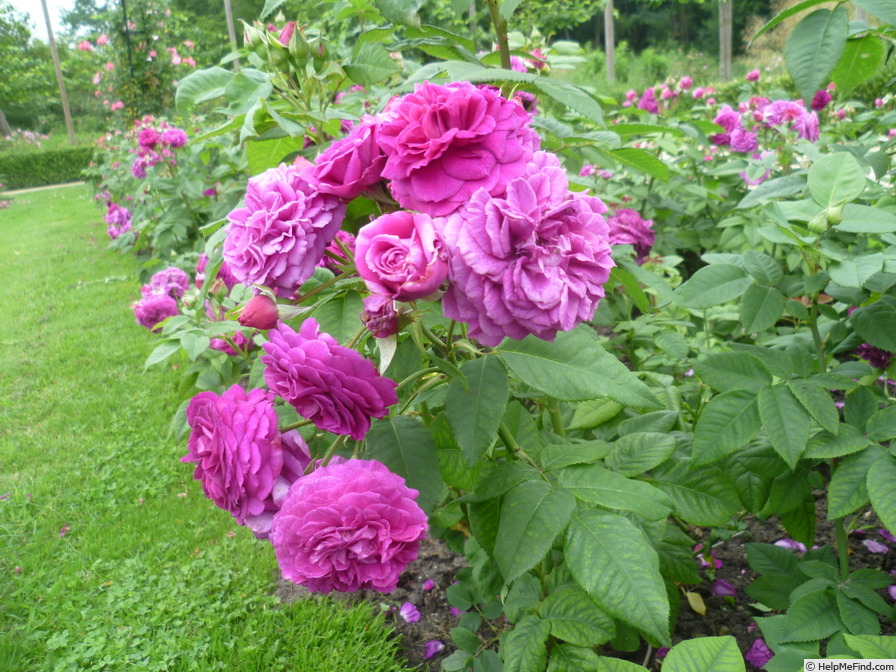 'Purple Lodge' rose, click to enlarge 'Purple Lodge' rose photo