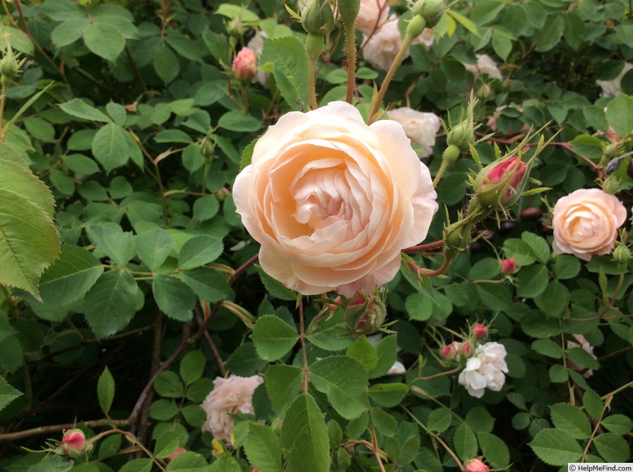 'El Ariana' rose photo