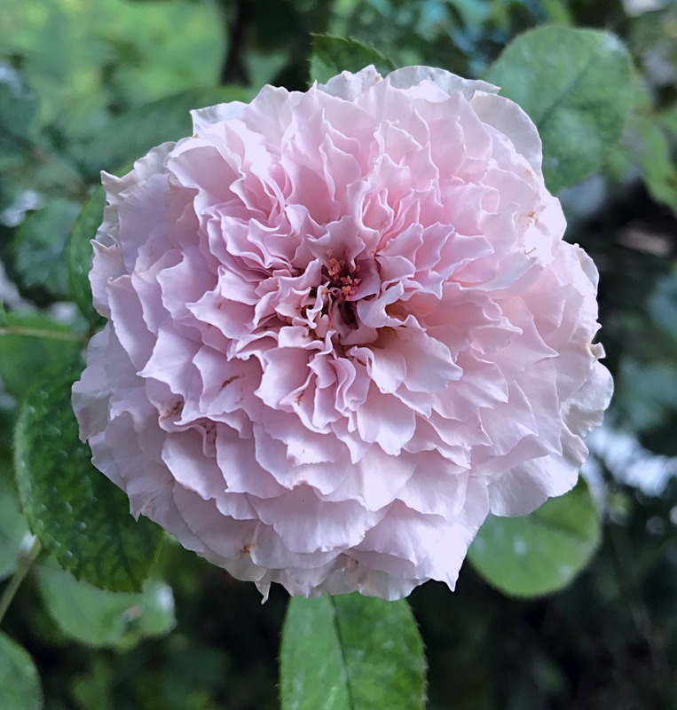 'Libellula' rose photo
