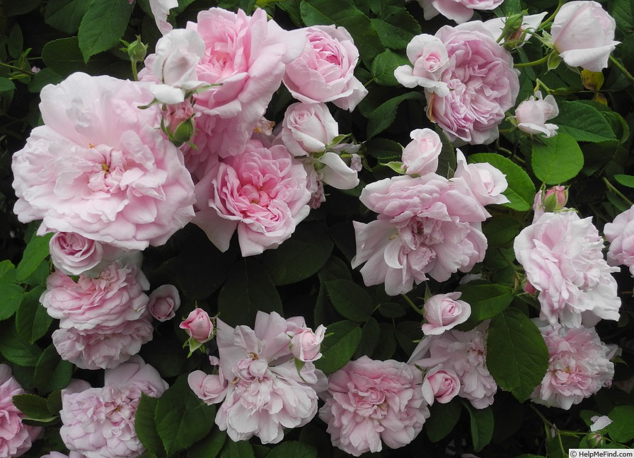'Ispahan (damask, Unknown, before 1827)' rose photo