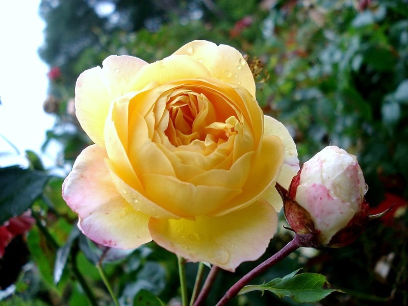 'Château de Cheverny ®' rose photo