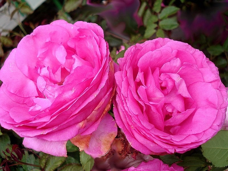'Cyclamen Pierre de Ronsard ®' rose photo
