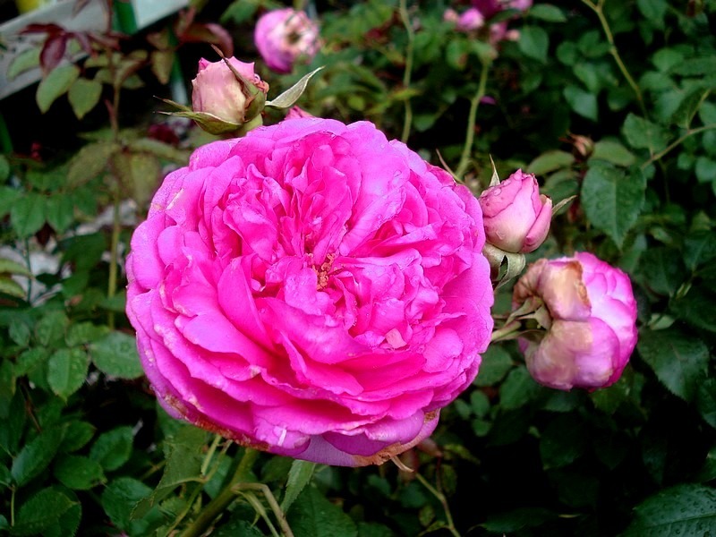 'Cyclamen Pierre de Ronsard ®' rose photo