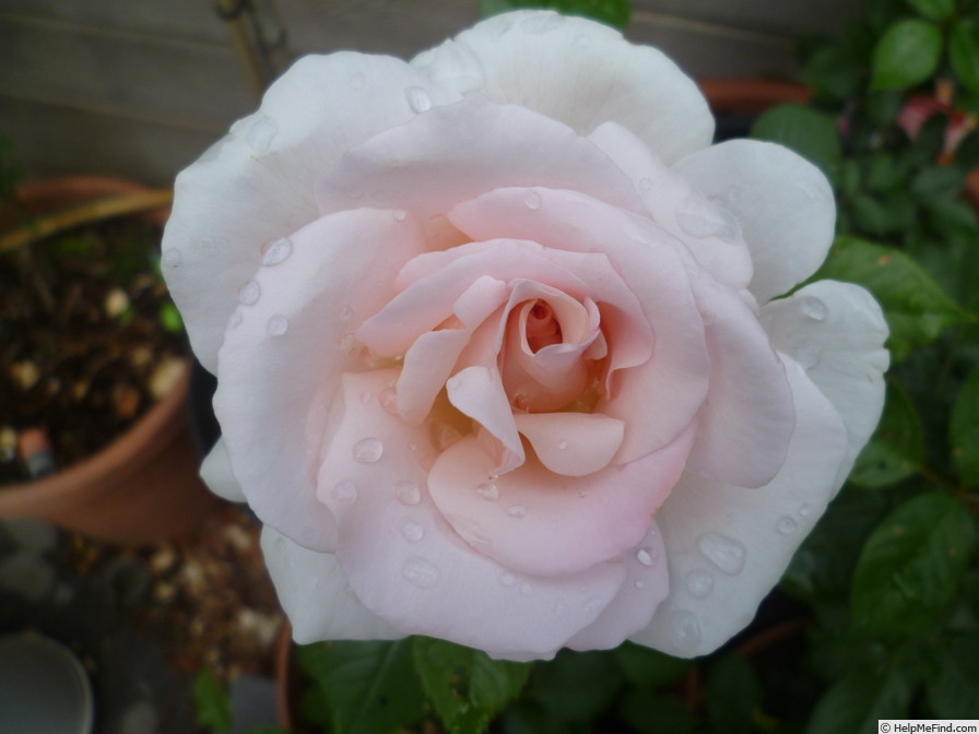 'A Whiter Shade of Pale (hybrid tea, Pearce 2006)' rose photo