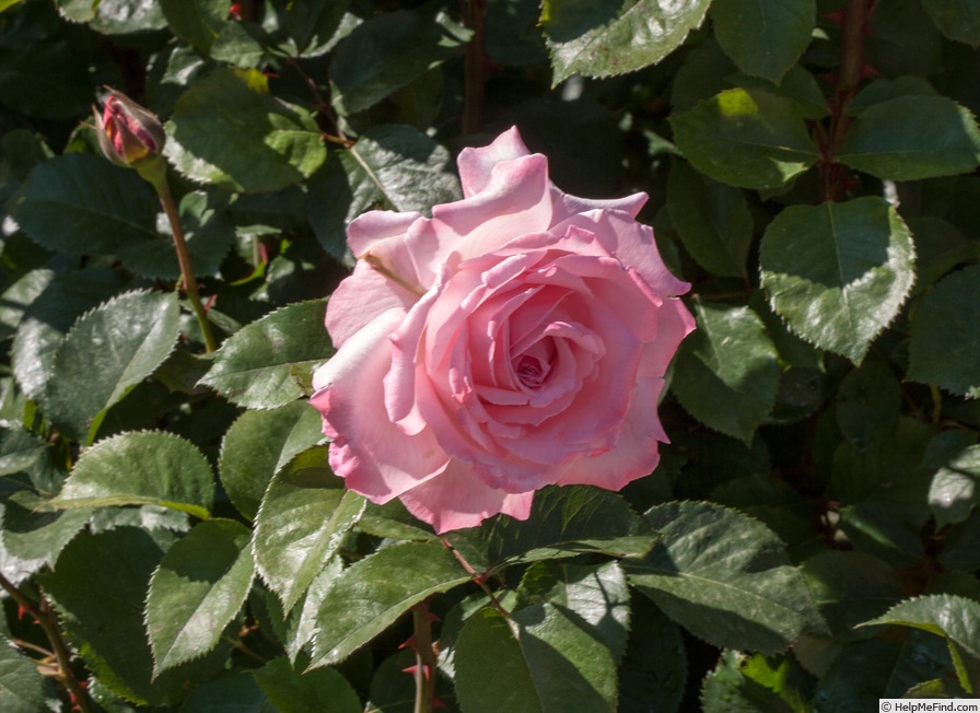 'MEIvidan' rose photo