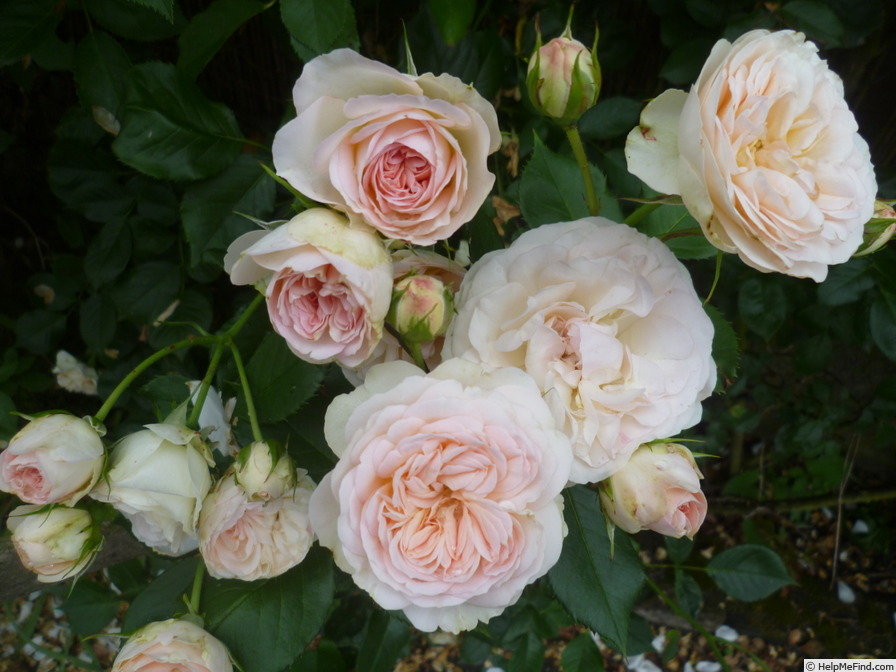 'Pastella ® (floribunda, Evers/Tantau, 1998)' rose photo