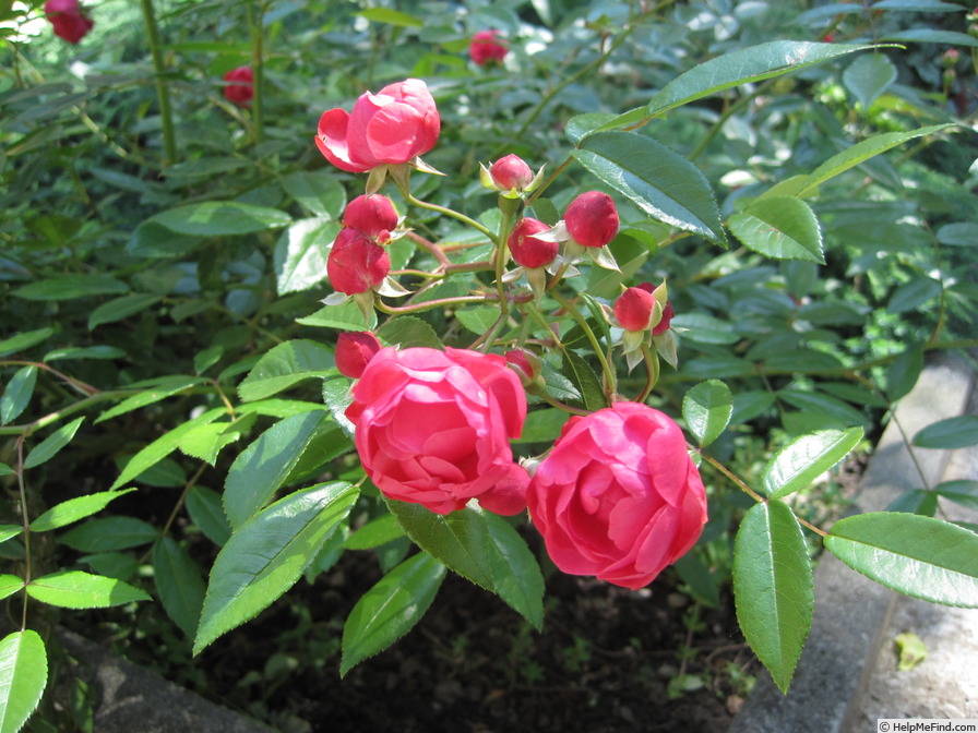 'Morsdag' rose photo