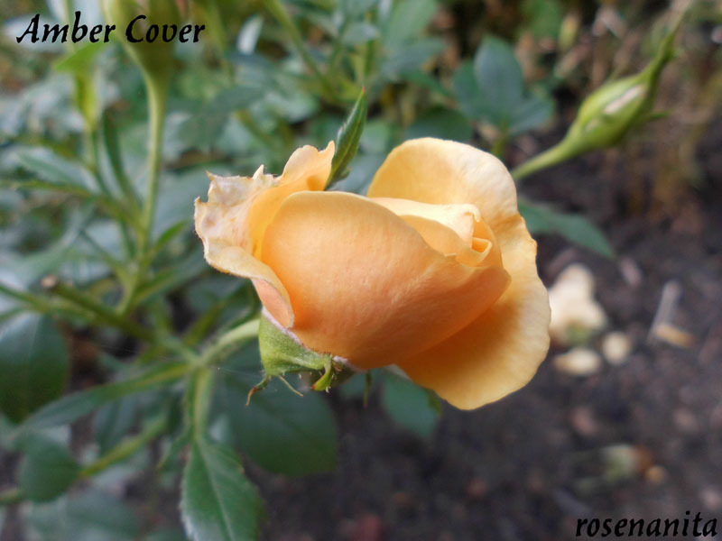 'Amber Cover ®' rose photo