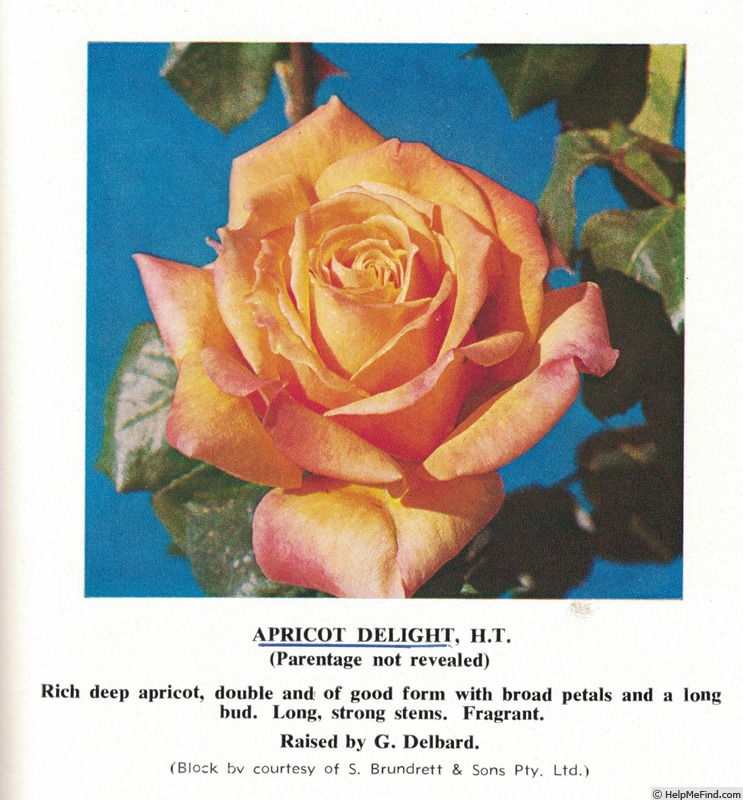 'Apricot Delight (hybrid tea, Delbard, 1975)' rose photo