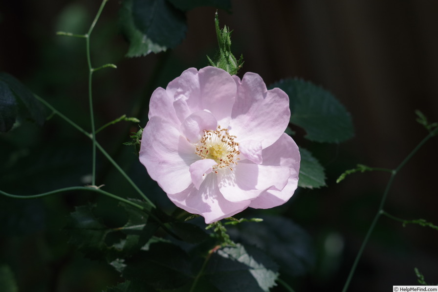 'Julia Mannering' rose photo