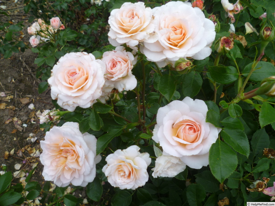 'Schloss Eutin ® Fairy Tale' rose photo