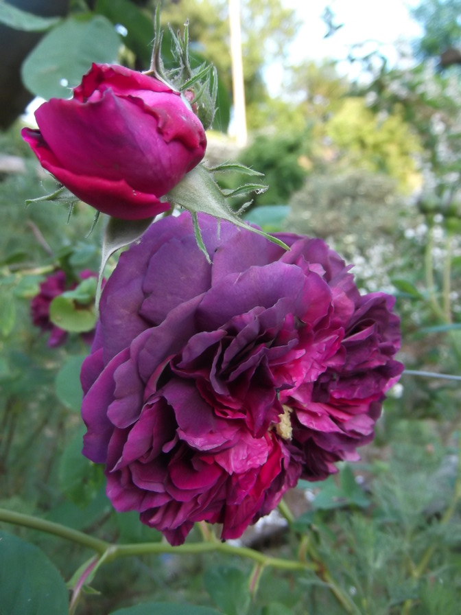 'Erinnerung an Brod' rose photo