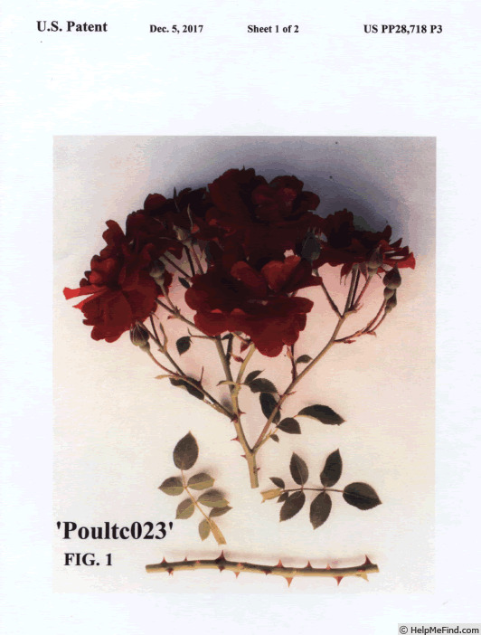 'Poultc023' rose photo