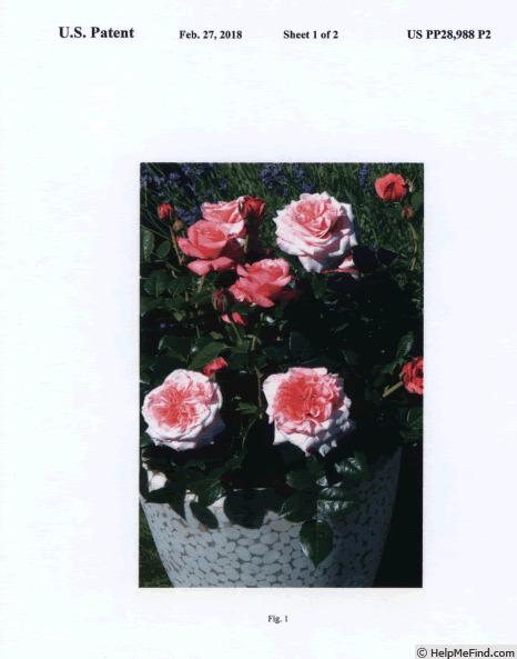 'NOA1811108' rose photo