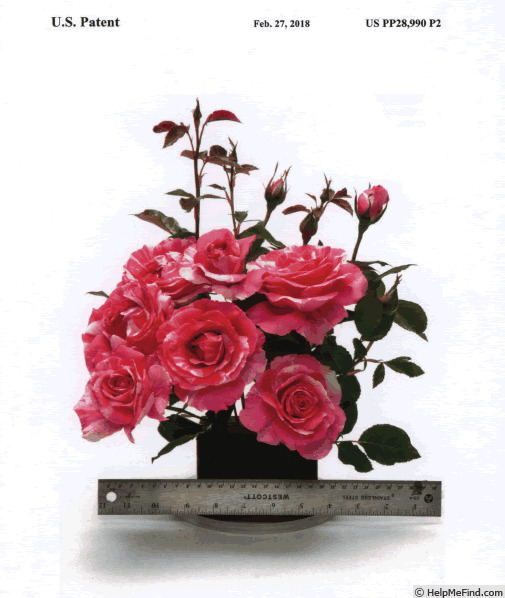 'WEKmeroro' rose photo