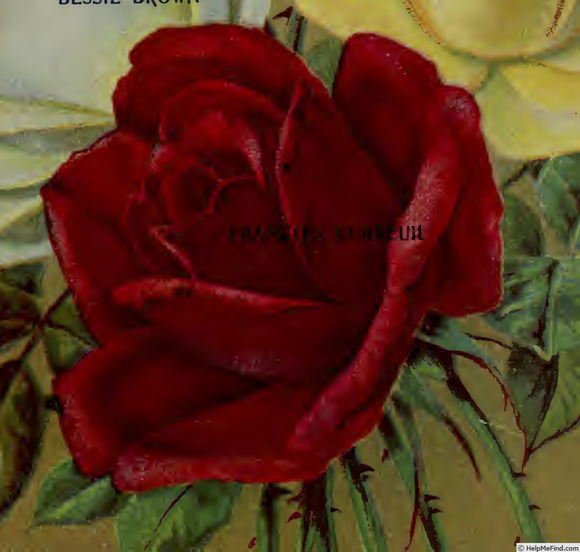 'Francis Dubreuil (Tea, Dubreuil, 1894)' rose photo